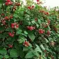 Продам саженцы малины ранних средних поздних ремонтантных сортов - фото № 4