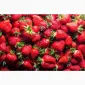 Продам саженцы малины ранних средних поздних ремонтантных сортов - фото № 5