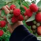 Продаю оптом саженцы высокоурожайной ремонтантной малины - фото № 1