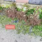 Продаю оптом саженцы высокоурожайной ремонтантной малины - фото № 3