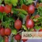 Продам саженцы крыжовника Зелёный дождь - фото № 1