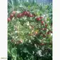 Продам саженцы крыжовника Зелёный дождь - фото № 2