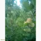 Продам саженцы крыжовника Зелёный дождь - фото № 3