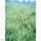 Продам саженцы крыжовника Зелёный дождь - фото № 4
