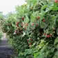 Бетонные столбы для винограда малины Запорожья - фото № 5
