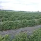 Продаю саженцы малины летней и ремонтантной оптом и в розницу - фото № 1
