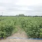 Саджанці малини: Брусвяна - фото № 1