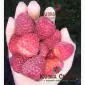 Саженцы малины ремонтантных сортов: Полка - фото № 4