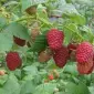 Саженцы малины сорт Брусвяна купить от производителя / Розница и Опт / Рассадник - фото № 1