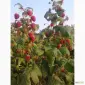 Продам саженцы малины Полка Полана Зюгана - фото № 2