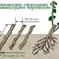 Продам черенки однолетней черной смородины на посадку весной 2025г - фото № 1