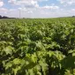 Продам лицензионные саженцы черной смородины польских сортов - фото № 1