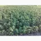 Продам саженцы смородины и черенки сорта лучшей украинской и зарубежной селекции - фото № 2