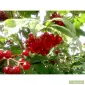 Саженцы черемухи - фото № 2