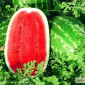 Продам семена Арбуз Триумф F1 (Sais, Италия) - фото № 1