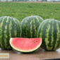Продаются семена арбуза Кримстар F1 от производителя Sakata - фото № 1