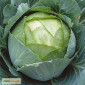 Капуста Амагер - фото № 1