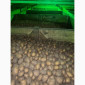 Продаж насінневої картоплі гуртом від 500 кг - фото № 7