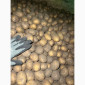 Продаж насінневої картоплі гуртом від 500 кг - фото № 8