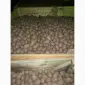 Продам Семенной картофель Оптом от 500 кг / Импорт - фото № 9