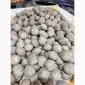 Продам Семенной картофель Оптом от 500 кг / Импорт - фото № 10