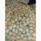 Продам Семенной картофель Оптом от 500 кг / Импорт - фото № 12