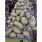 Продажа насіннєвої та продовольчої картоплі - фото № 11