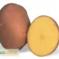Качественный семенной материал лучших сортов картофеля - фото № 1