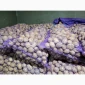 Продажа картофеля насиневой Ривьера Пикасо Аризона Белароса Коломбо - фото № 1
