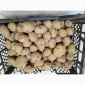 Продажа картофеля насиневой Ривьера Пикасо Аризона Белароса Коломбо - фото № 3
