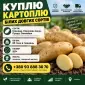 Терміново!!’ Куплю Картофель от 4 ех машин 88 тонн - фото № 1