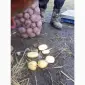 Продам крупный Товарный картофель БеллаРоза - фото № 7