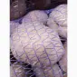 Продам крупный Товарный картофель БеллаРоза - фото № 2