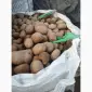 Продажа картофеля из Польши оптом крупными партиями - фото № 1