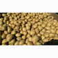 Господарство реалізує картоплю власного виробництва 45-70 мм. Мінімальна партія 3 т - фото № 1