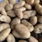 Картофель оптовая продажа - фото № 1