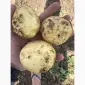 Продам картофель - фото № 1