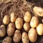 Продам семенной картофель сорт Гранада - фото № 1