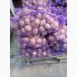 Насіннева картопля Пікассо оптом - фото № 1