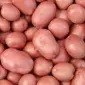 Продам насіння картоплі червоних сортів оптом - фото № 1