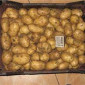 Продажа семенной картошки сорта Беллароза оптом - фото № 1