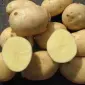 Продам посадкову картоплю білого сорту Аризона оптом з піска - фото № 1