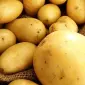 Продам елітну насіннєву картоплю сорту Ривьера оптом - фото № 1