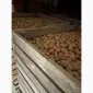 Реалізуємо насипом насінневу картоплю сорту Рів'єра - фото № 1
