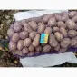 Продажа картофеля среднего калибра оптом Гранада - фото № 1