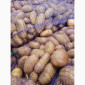 Продам товарну домашнюю картоплю 22т - фото № 5