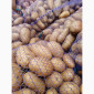 Продам товарну домашнюю картоплю 22т - фото № 6