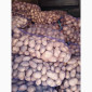Продам картофель сорт Беларосса - фото № 1