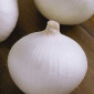 Продам семена Лук Белянка - фото № 1