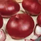Продам семена Лук Рубин - фото № 1
